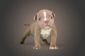 Brown american bully baby dog Ã¢â¬â¹Ã¢â¬â¹facing front in studio standing